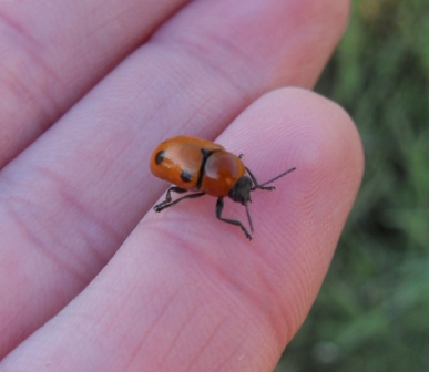 Chrysomelidae da confermare Cryptocephalus sp. (Portogallo)